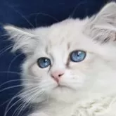 サイベリアン【京都府・男の子・2025年2月20日・ブルーポイント&ホワイト(ネヴァマスカレード)】の写真3