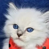 サイベリアン【京都府・女の子・2026年7月24日・ホワイト系/ブルー・シルバー系】の写真3