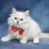 サイベリアン【京都府・女の子・2025年9月7日・ブルーポイント(ネヴァマスカレード)】の写真4