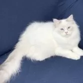 サイベリアン【京都府・男の子・2024年8月25日・ブルーポイント&ホワイト(ネヴァマスカレード)】の写真5