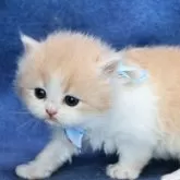 ラガマフィン【京都府・男の子・2025年11月20日・クリーム&ホワイト(ロング)】の写真8