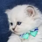 サイベリアン【京都府・男の子・2025年5月2日・ブルーポイント(ネヴァマスカレード)】の写真11