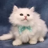 サイベリアン【京都府・女の子・2025年9月7日・ホワイトソリッド】の写真5