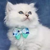 サイベリアン【京都府・男の子・2025年5月2日・ブルーポイント(ネヴァマスカレード)】の写真6