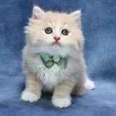 サイベリアン【京都府・男の子・2025年7月1日・クリームタビー&ホワイト】の写真11