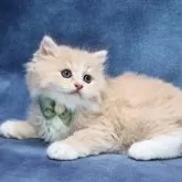 サイベリアン【京都府・男の子・2025年7月1日・クリームタビー&ホワイト】の写真7