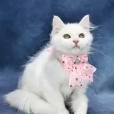 サイベリアン【京都府・女の子・2025年5月12日・ホワイトソリッド】の写真3