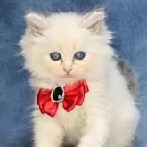 サイベリアン【京都府・男の子・2024年8月25日・ブルーポイント&ホワイト(ネヴァマスカレード)】の写真10