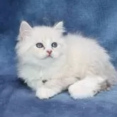 サイベリアン【京都府・男の子・2025年2月20日・ブルーポイント&ホワイト(ネヴァマスカレード)】の写真6