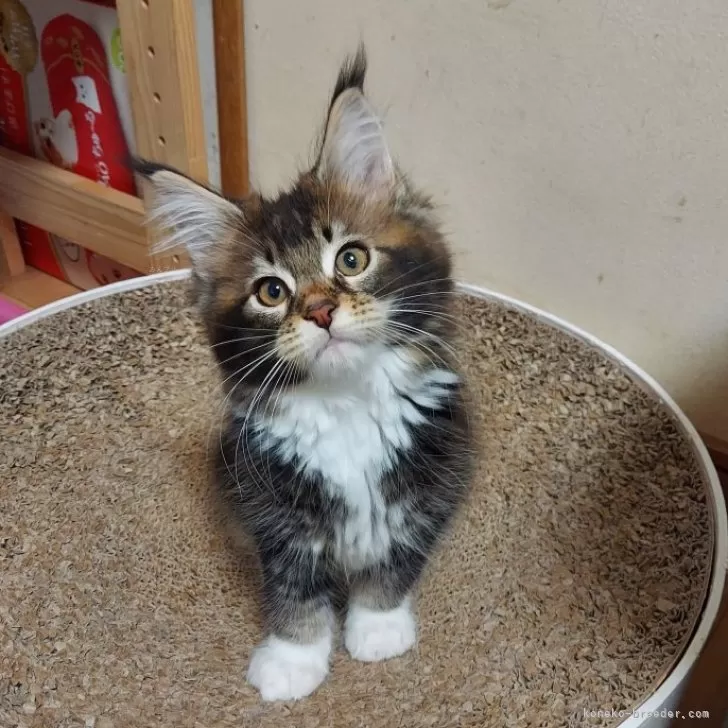 ID：2504-00794の子猫
