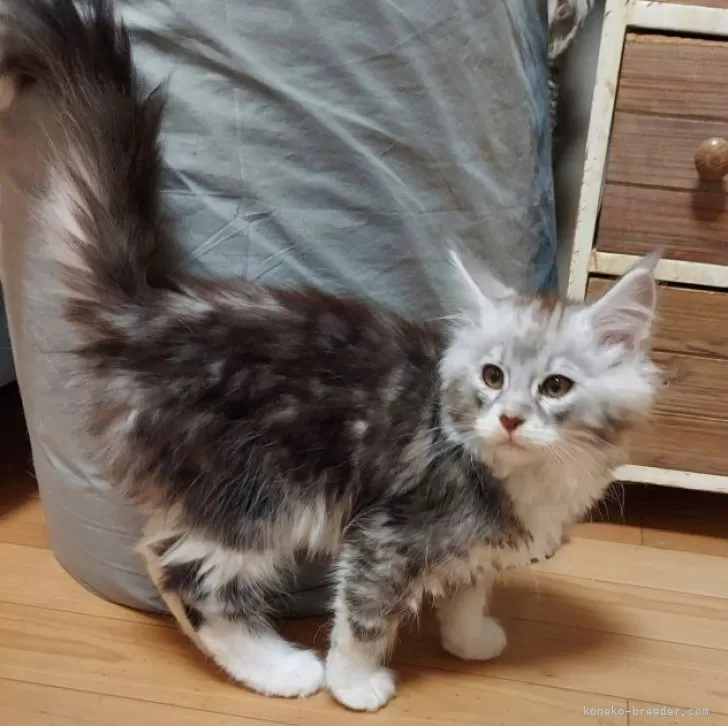 ID：2504-00643の子猫