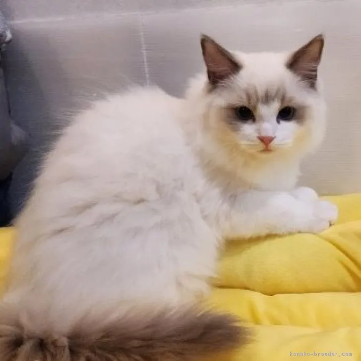 ID:2310-01795の子猫