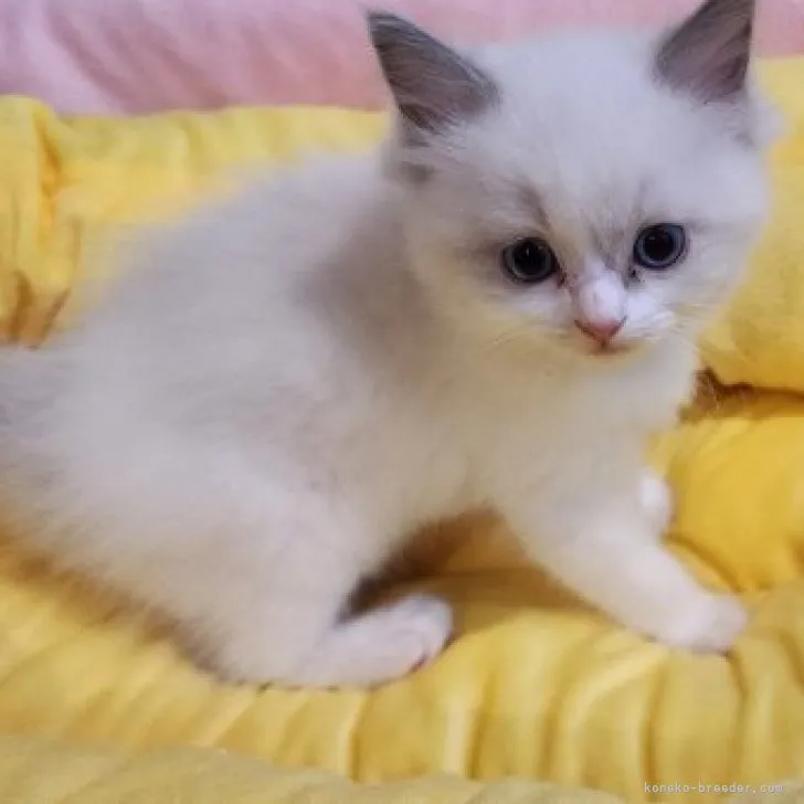 T.I 様のお迎えした子猫