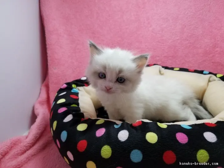 ID:1703-00396の子猫