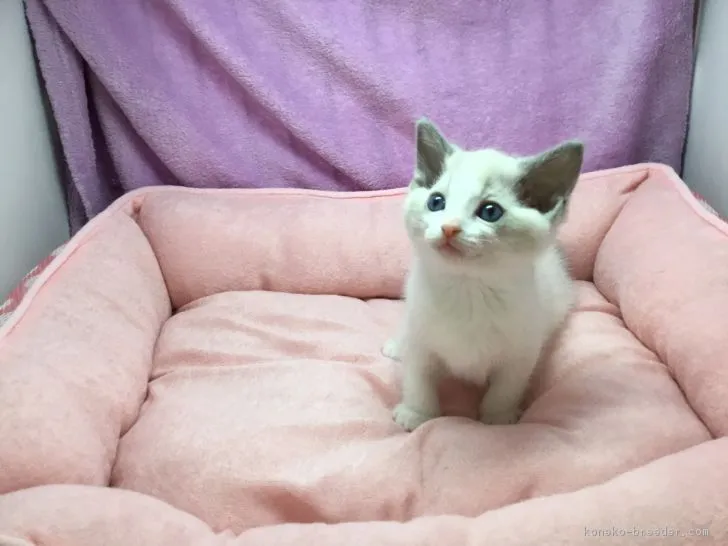 トシ 様のお迎えした子猫
