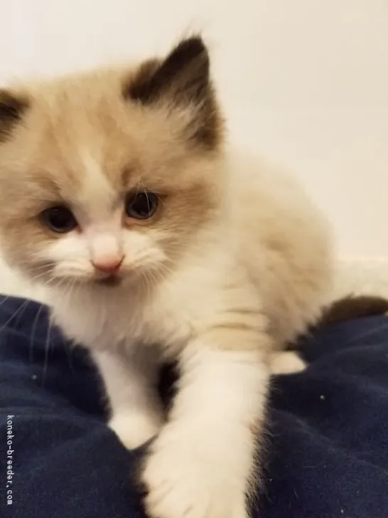 ごえ 様のお迎えした子猫