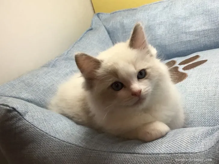 ID：1907-00628の子猫