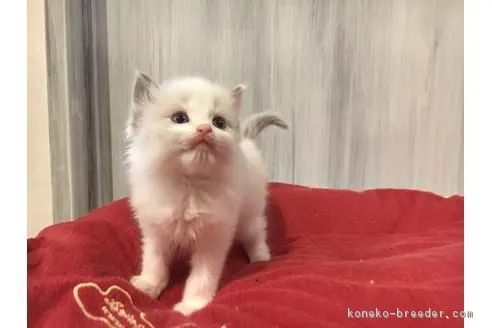 ID:1612-00441の子猫