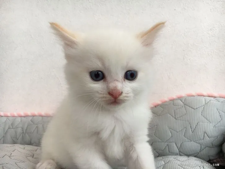 レオ君 様のお迎えした子猫