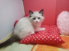 ラグドール【愛知県・男の子・2021年3月7日・シールポイントバイカラー】の写真4