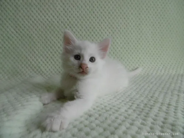 小川　敦子 様のお迎えした子猫