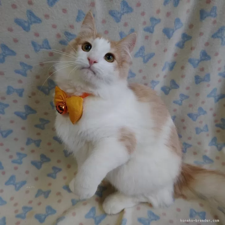 ID：2404-01600の子猫