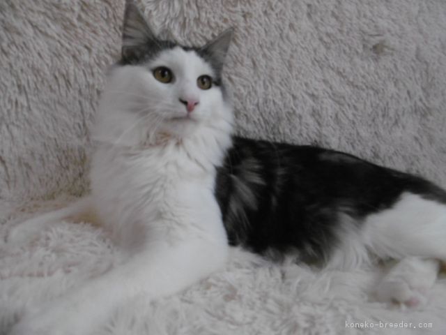 グラーシュ 様のお迎えした子猫