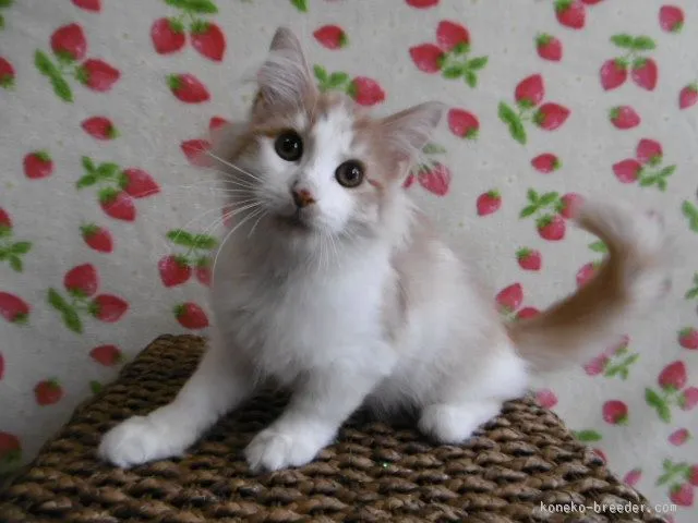 梶山 めぐみ 様のお迎えした子猫