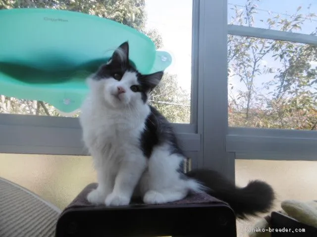 マリエル 様のお迎えした子猫