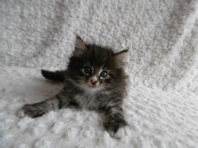 てんじろう 様のお迎えした子猫