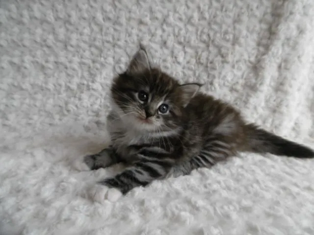 Ｎ.J 様のお迎えした子猫