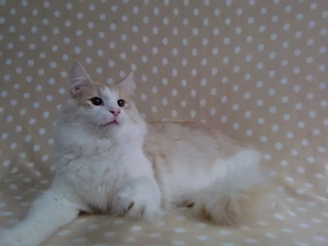 ID：1307-00111の子猫