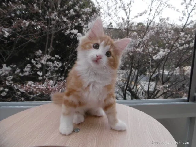 ID：2002-00153の子猫