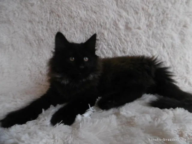 TOM 様のお迎えした子猫