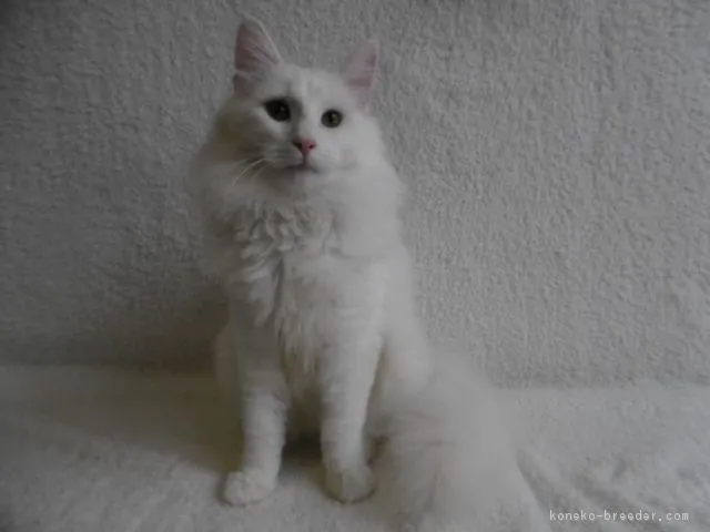 ID:1707-00253の子猫