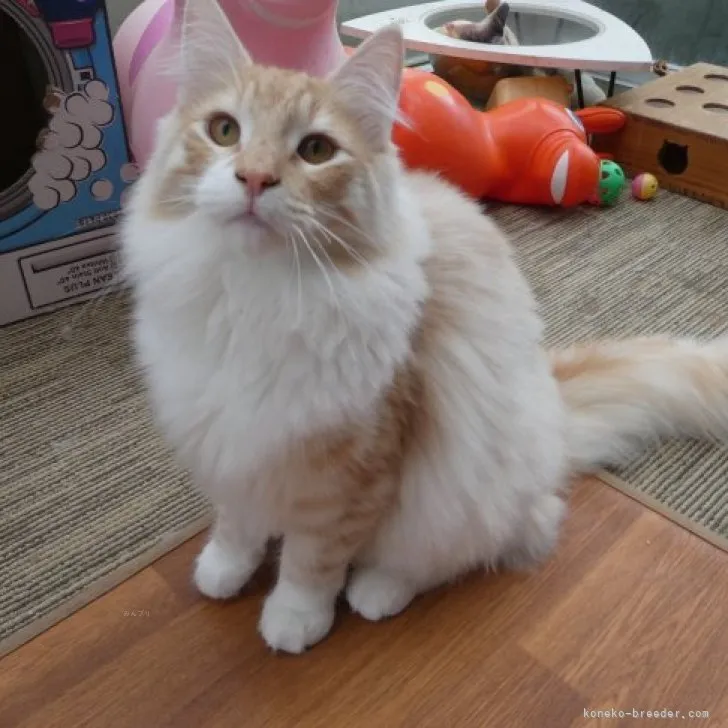 ID:2304-02548の子猫
