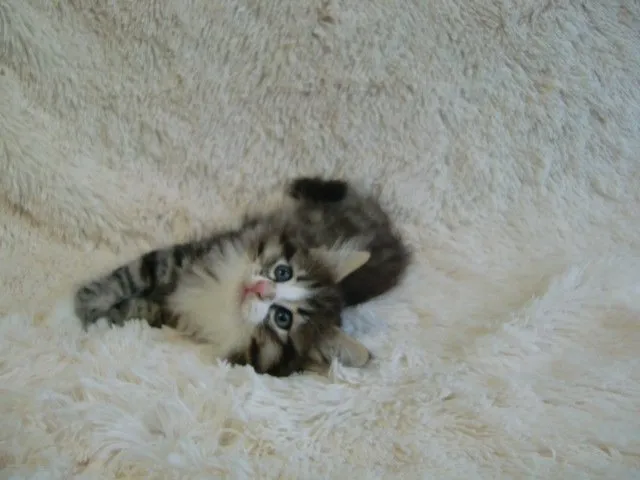 Hanamoe 様のお迎えした子猫