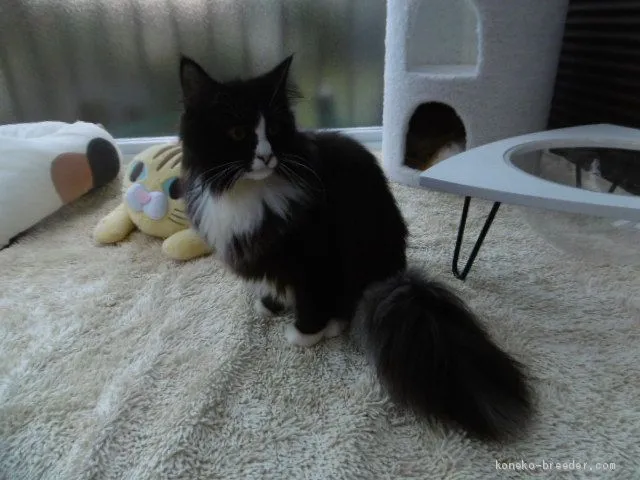 ID：1906-00630の子猫