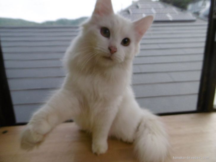 AL01 様のお迎えした子猫