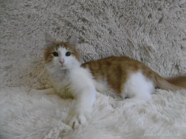 マサ 様のお迎えした子猫