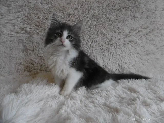 ID：1707-01196の子猫