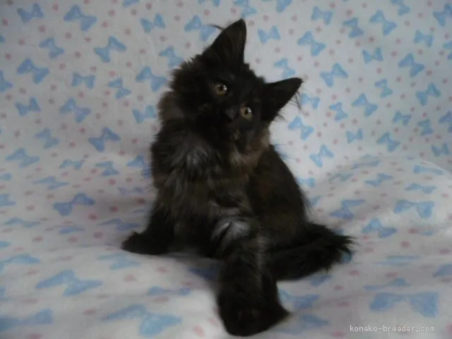 ハヤシ 様のお迎えした子猫