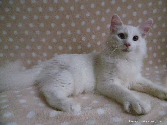 フロスト 様のお迎えした子猫