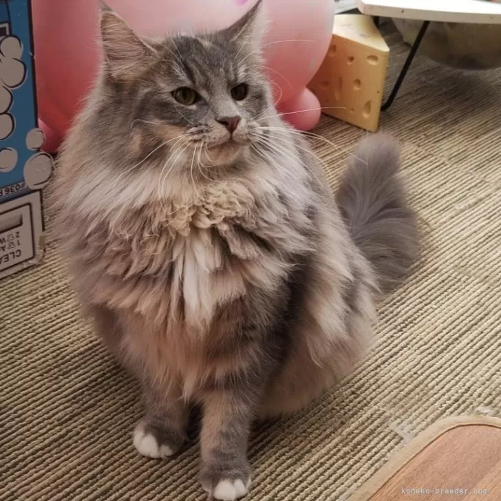 ID：2307-01904の子猫