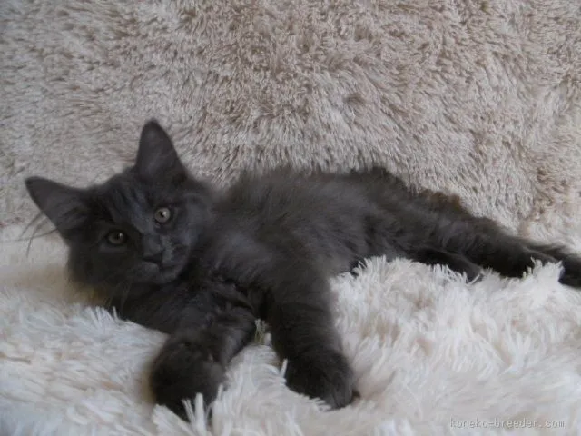 ID：1511-00364の子猫