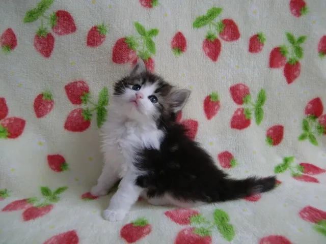 まさやん 様のお迎えした子猫