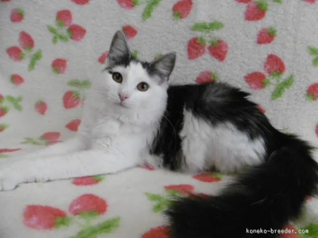 まー 様のお迎えした子猫