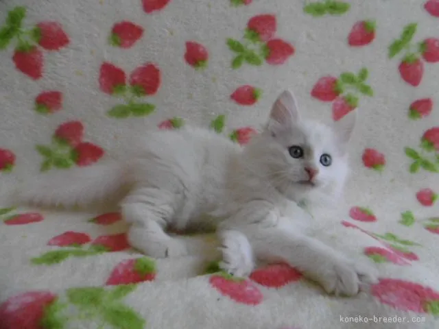 ID：1601-00241の子猫