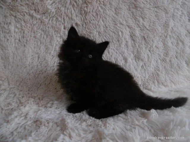 めめちゃんママ 様のお迎えした子猫