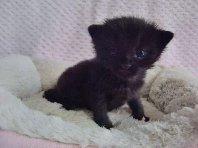 ユー君 様のお迎えした子猫